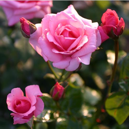 Gärtnerei - Rosa Carina® - rosa - teehybriden-edelrosen - mittel-stark duftend - Alain Meilland - Haltbare, schöne Blumen für Schnittrosen.